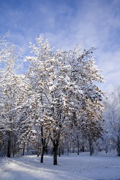 Ένα πάρκο δρόμος είναι ανάμεσα στα δέντρα και το χιόνι. — Φωτογραφία Αρχείου