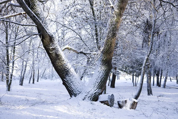 A park road is among trees and snow. — Stock Photo, Image