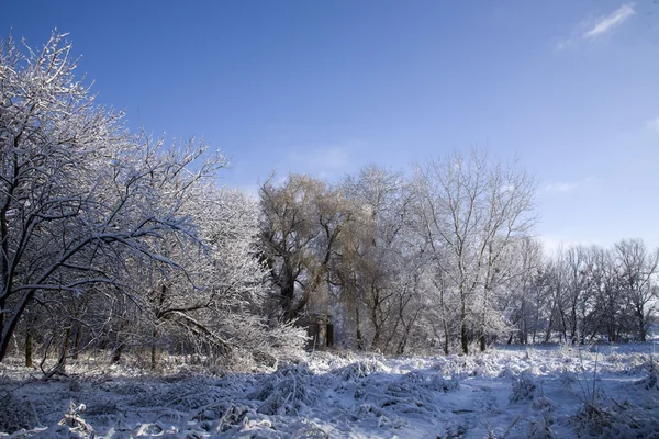 Uma estrada de parque está entre árvores e neve . — Fotografia de Stock