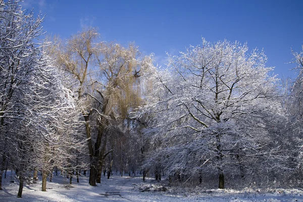 Une route de parc est parmi les arbres et la neige . — Photo