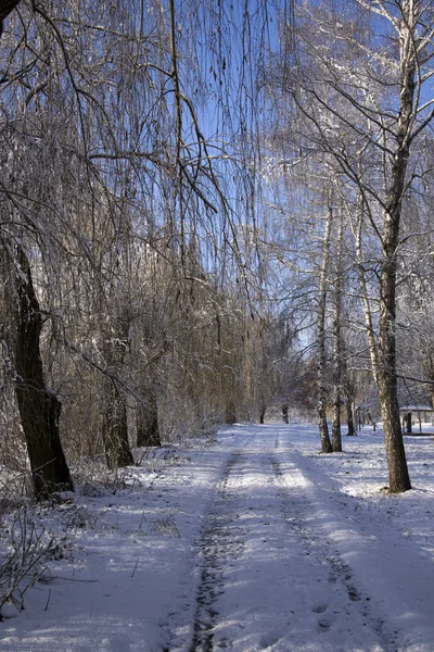 Un camino de parque está entre árboles y nieve . —  Fotos de Stock