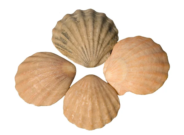 39,200+ Clam Shell Stock Photos, Pictures & Royalty-Free Images - iStock