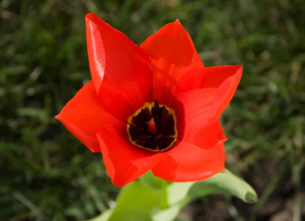 Tulipe rouge en fleurs — Photo