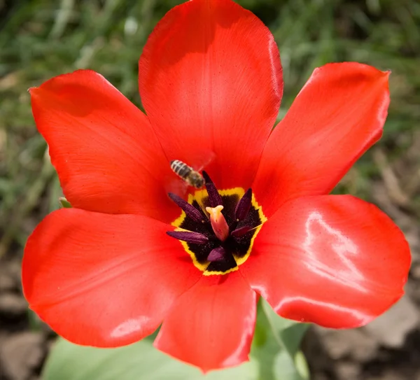 Tulipe rouge en fleurs — Photo