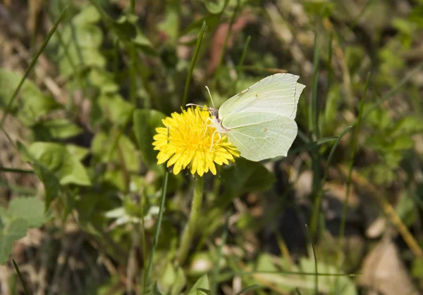 stock image Butterfly