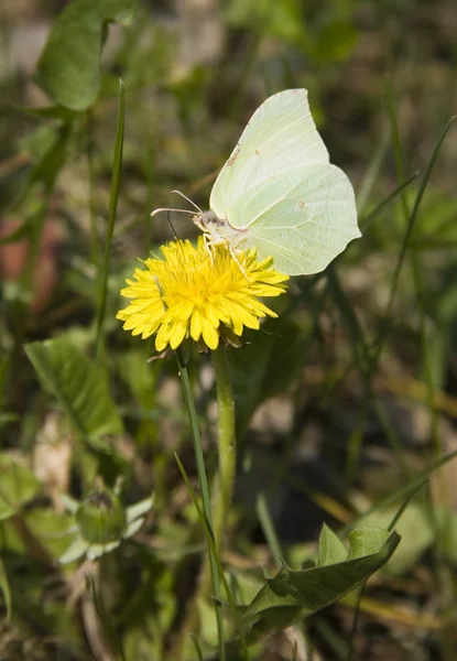 stock image Butterfly