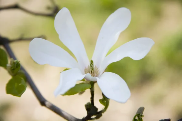 Flower of magnolia — Stock Photo, Image