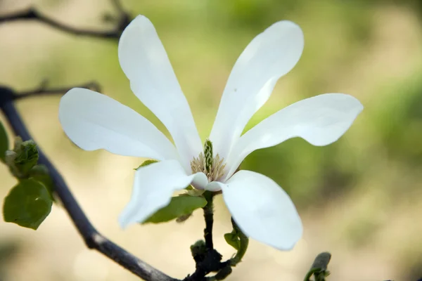 Flower of magnolia — Stock Photo, Image