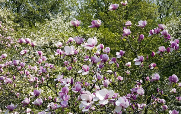 stock image Flowers of magnolia