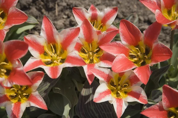 Czerwony tulipan kwitnienia — Zdjęcie stockowe