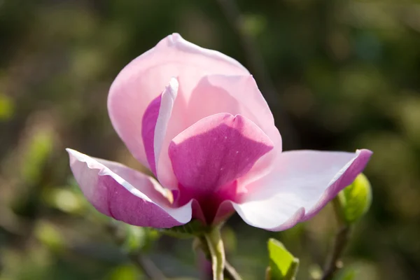 Fleurs de magnolia — Photo