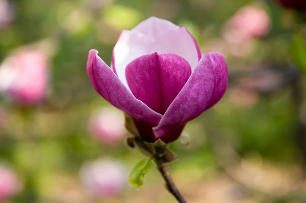 stock image Flowers of magnolia