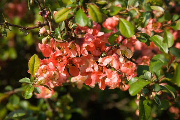 Arbre à fleurs — Photo