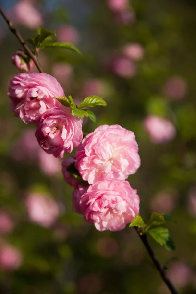 stock image Flowering bush