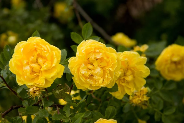 stock image Flowers