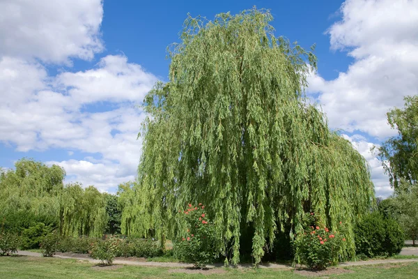 stock image Summer scenery