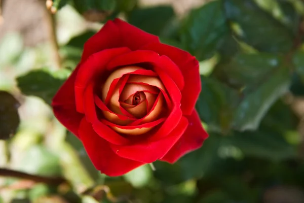 stock image Flowers