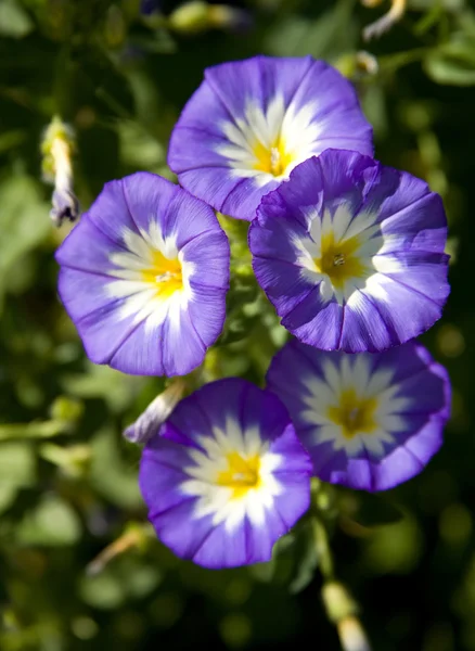 निळे फुले — स्टॉक फोटो, इमेज