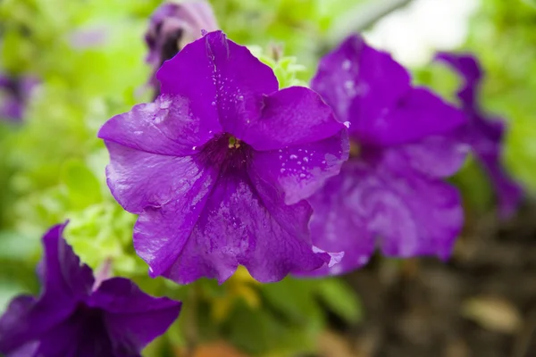 पेटुनिया फुले — स्टॉक फोटो, इमेज