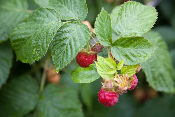 stock image Red berries