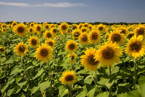 stock image Sunflower