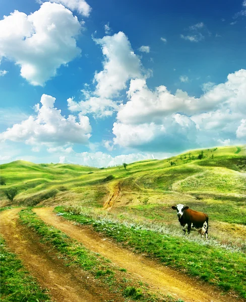Vaca en un prado de verano — Foto de Stock