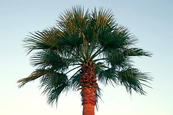 Дерево пальми — стокове фото