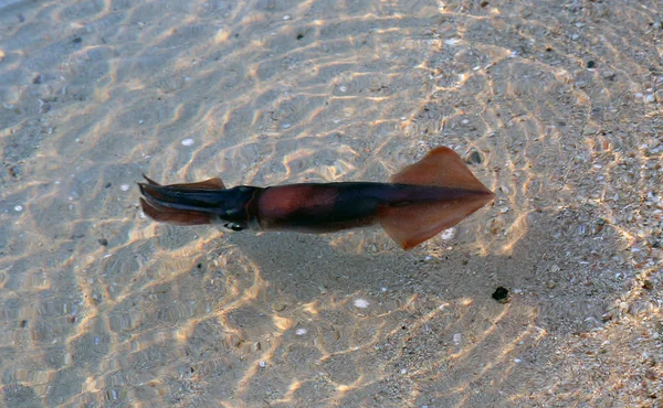 물 오징어 — 스톡 사진