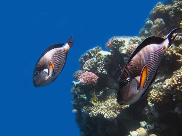 Jasne farby koral reeves — Zdjęcie stockowe