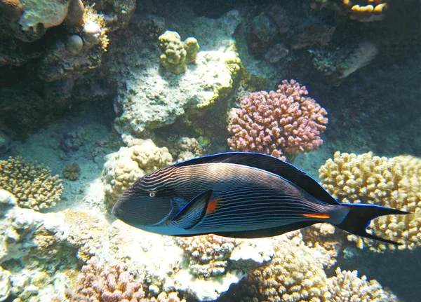 A korall reeves világos festékek — Stock Fotó