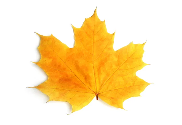 Yellow sheet of a maple — Stock Photo, Image