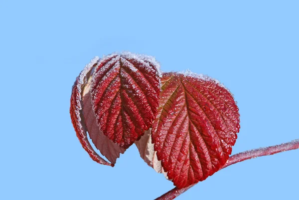 Foglie rosse di autunno di un lampone — Foto Stock