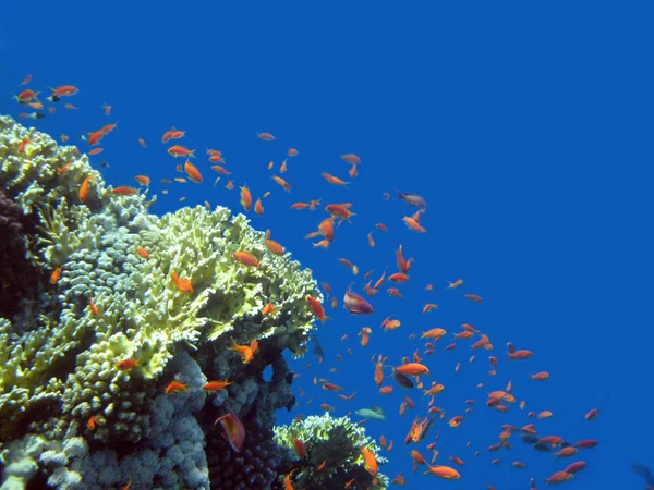 Helle Farben der Korallenriffe — Stockfoto