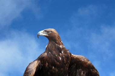 Eagle clipart