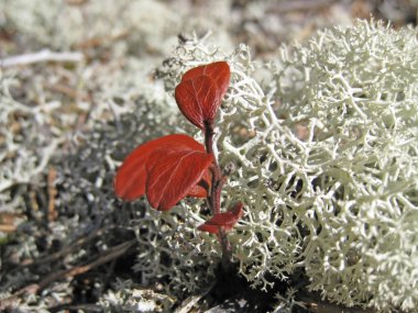 Tundra flora clipart