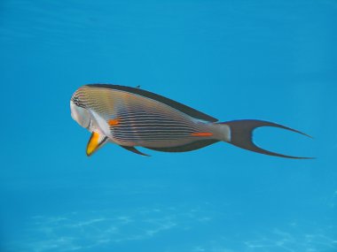 Tropical fish clipart