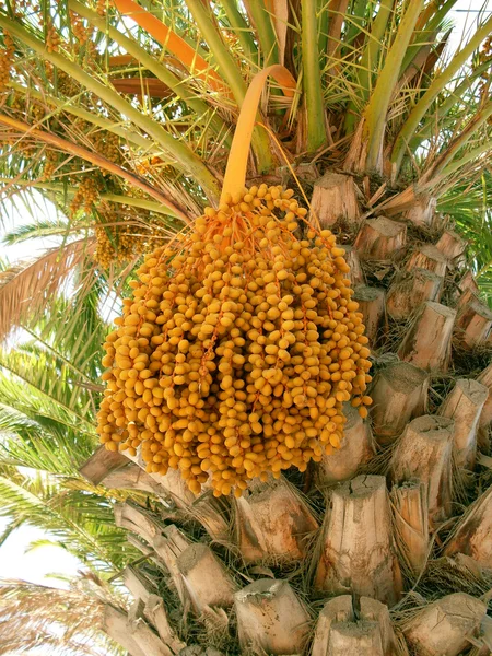 Фінікової пальми — стокове фото