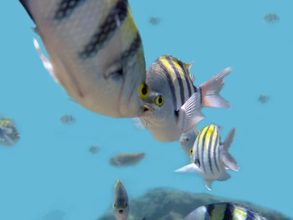 紅海のリーブスの魚 — ストック写真