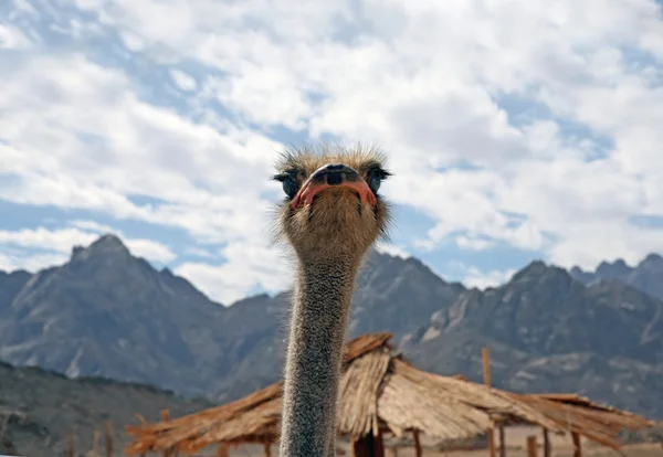 Head of an ostrich — Stock Photo, Image