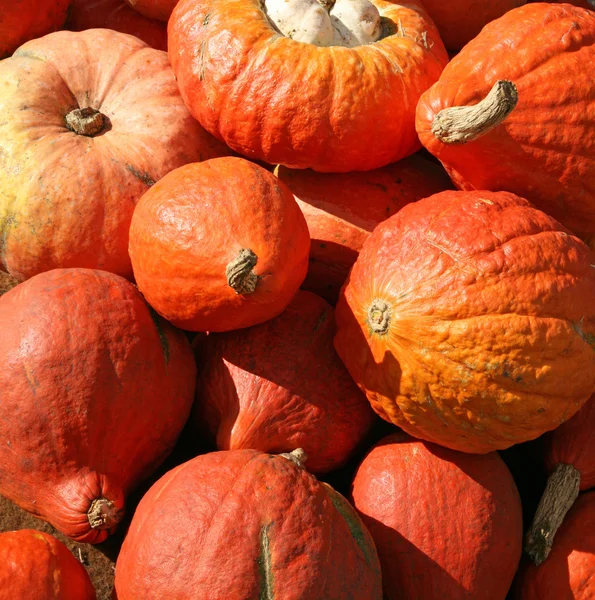 Pumpkins — Free Stock Photo