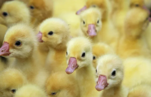 stock image Duckling