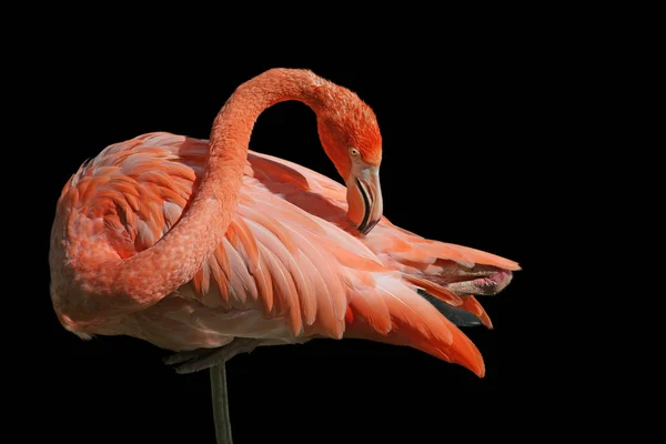 Rode flamingo — Stockfoto