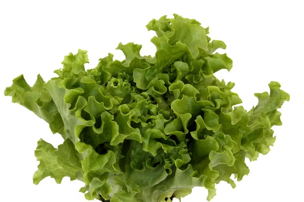 Sheet lettuce — Stock Photo, Image