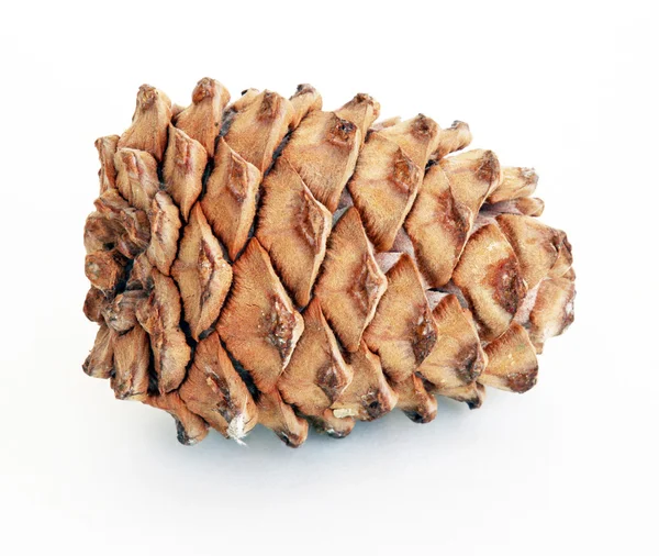Cone de cedro — Fotografia de Stock