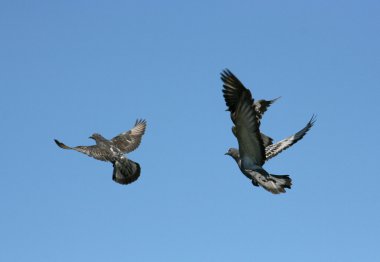 Pigeons on the nature clipart