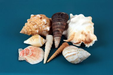 deniz cockleshells