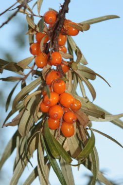 Sea-buckthorn berries clipart