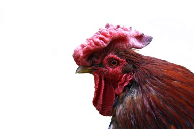 Red cock clipart