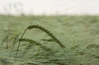 Ripening rye clipart