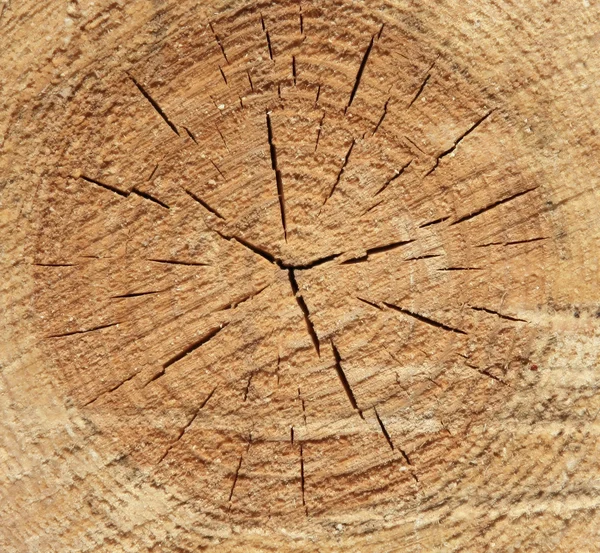 Corte de un pino — Foto de Stock